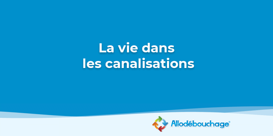 insectes évier bestioles titre